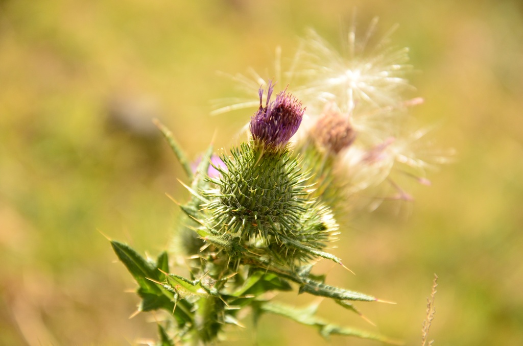 2015-05 South Africa/Drakensburg/DSC_0102.JPG